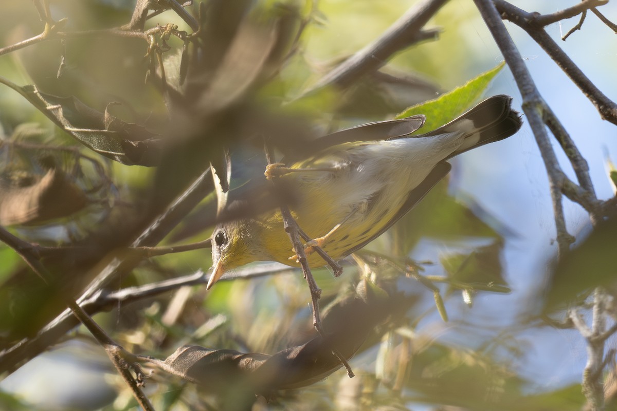 Magnolia Warbler - ML643670441