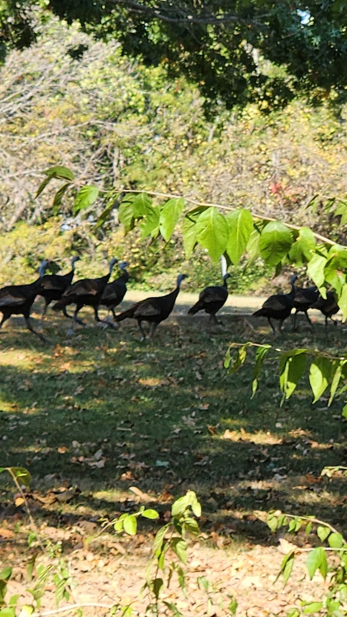 Wild Turkey - ML643670456