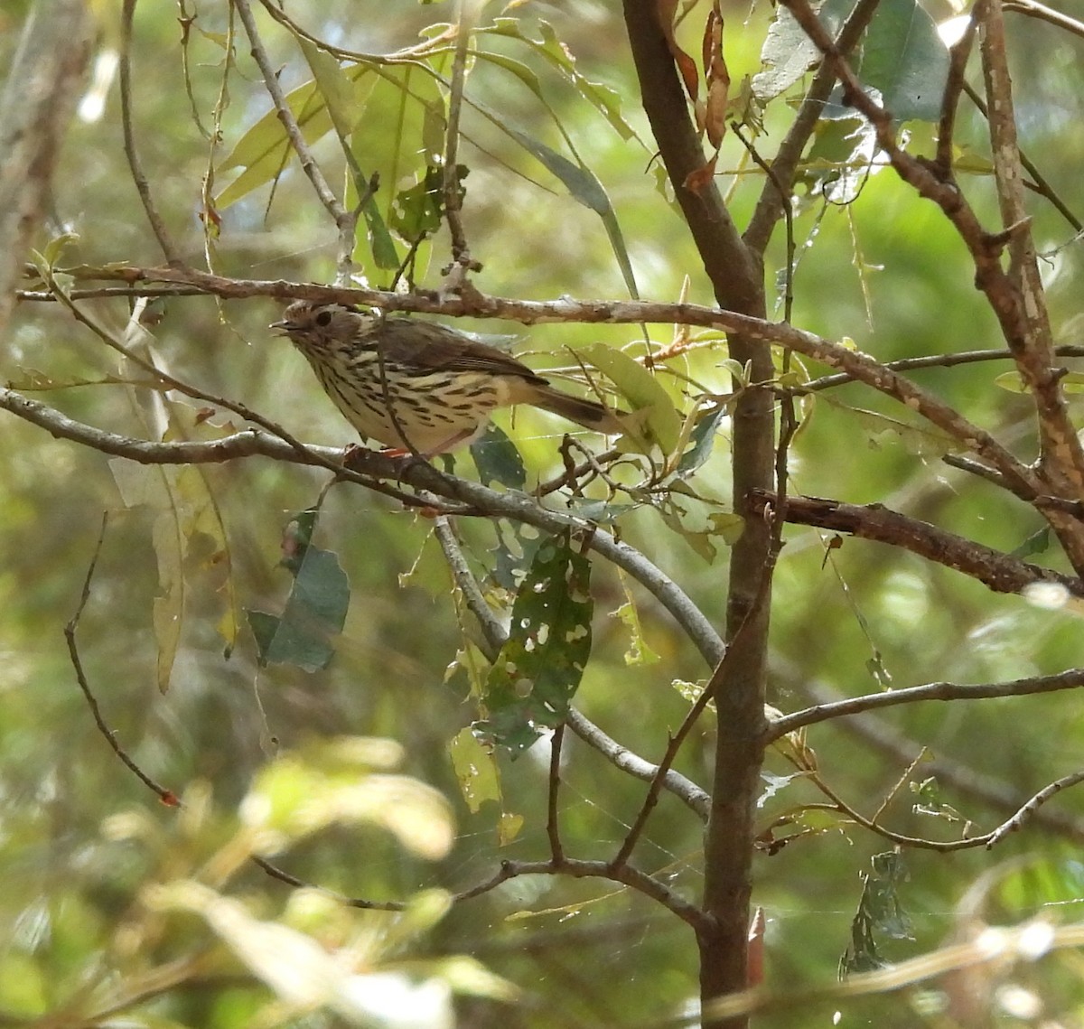Speckled Warbler - ML643670468