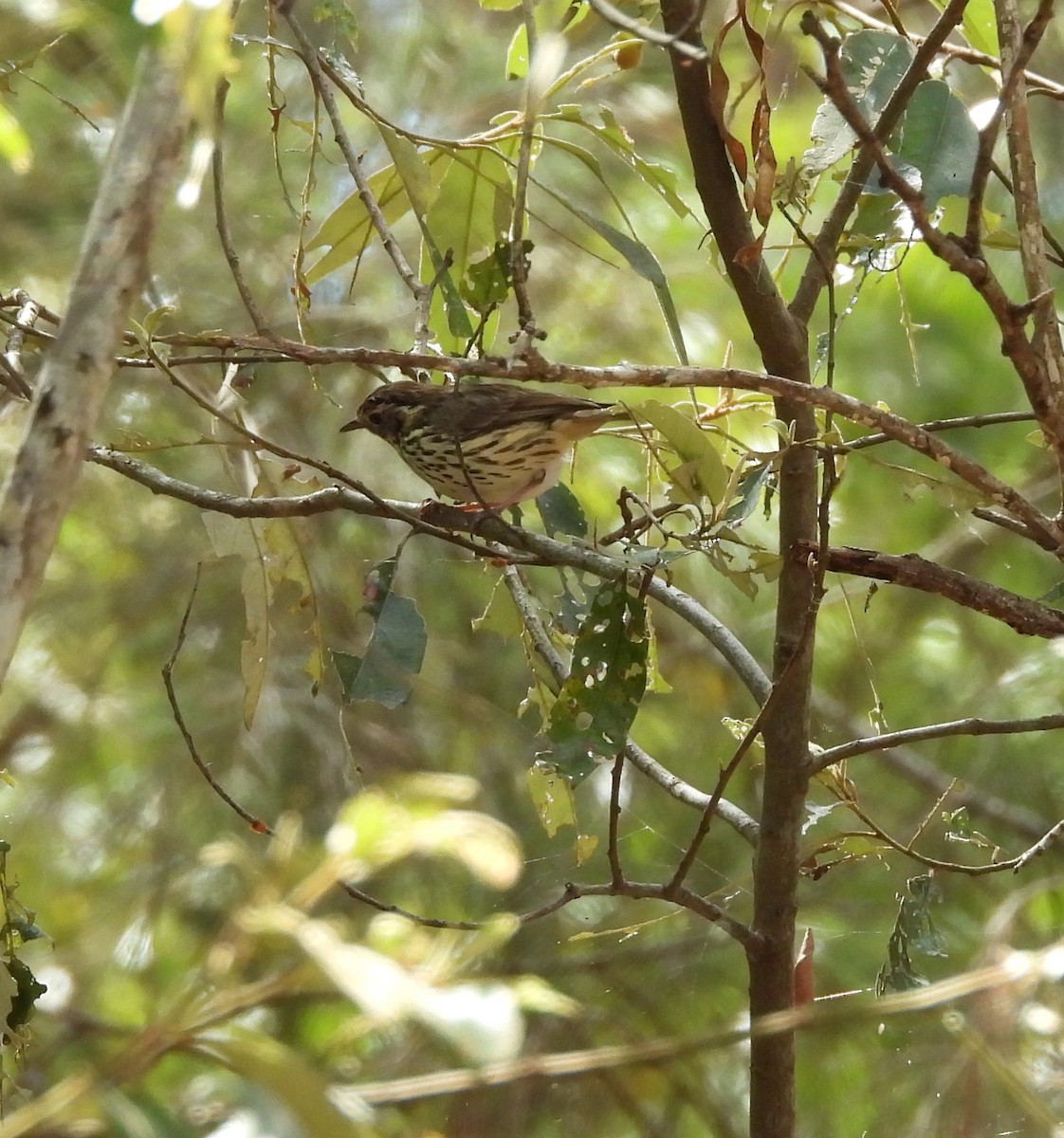 Speckled Warbler - ML643670469