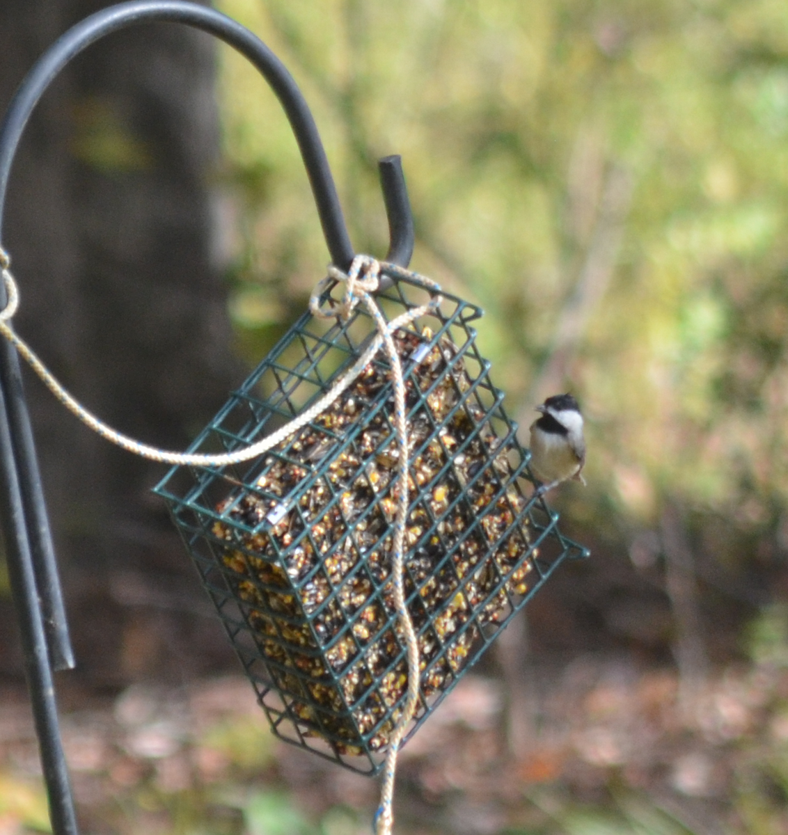 Carolina Chickadee - ML643670491