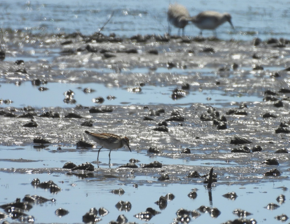 Sharp-tailed Sandpiper - ML643670493