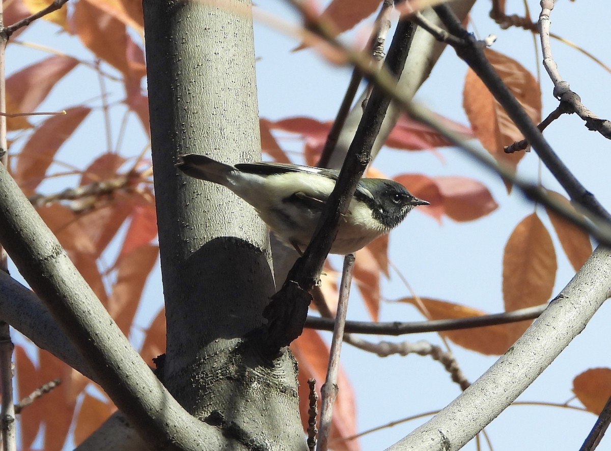 Black-throated Blue Warbler - ML643670524