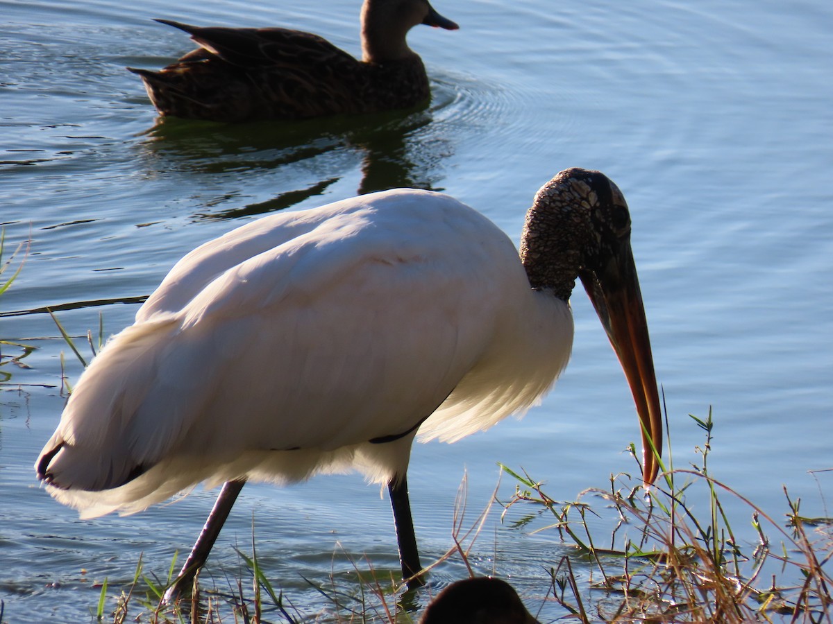 Wood Stork - ML643670568
