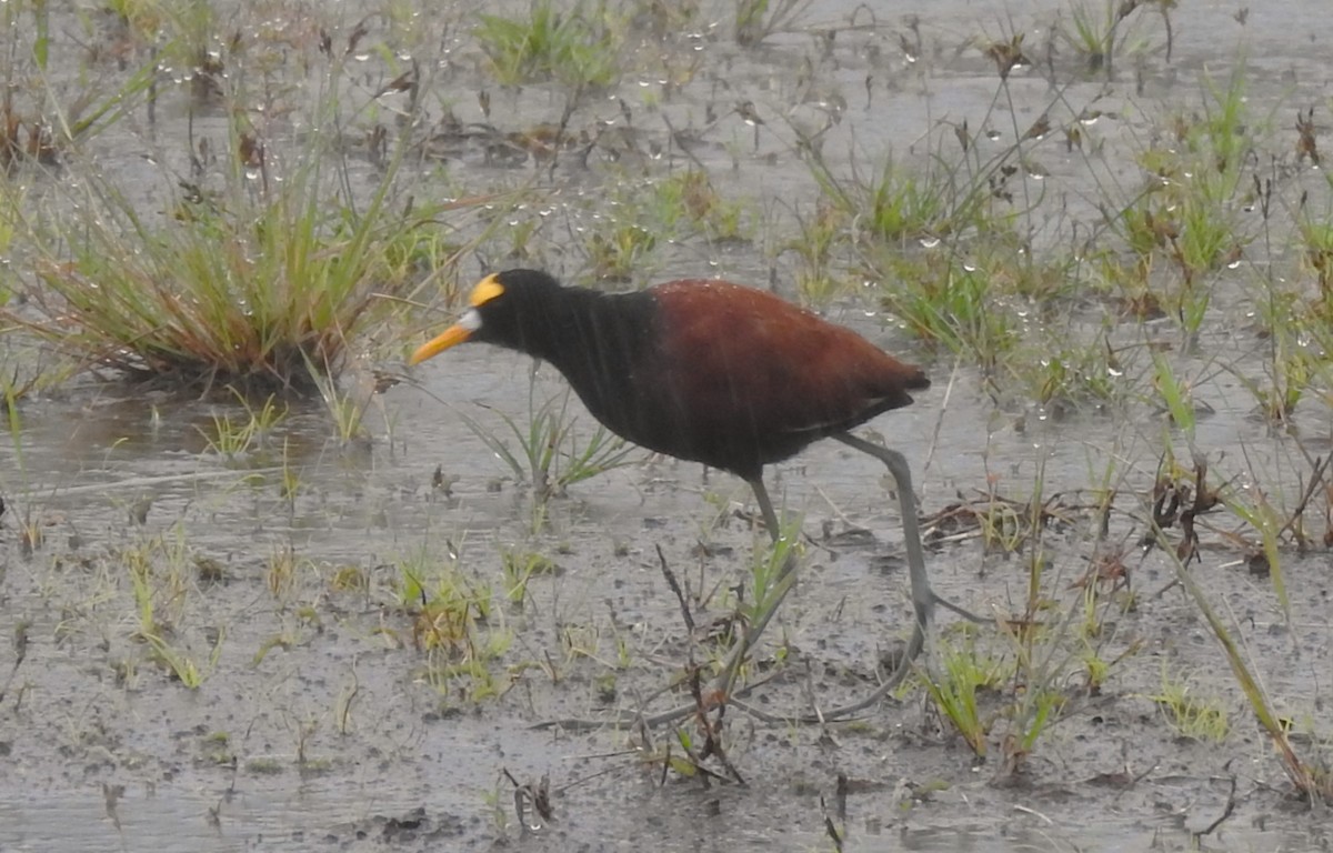 Northern Jacana - ML643670576