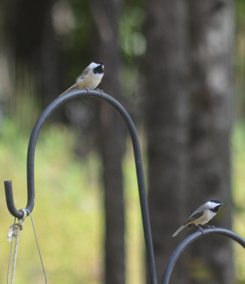 Carolina Chickadee - ML643670583