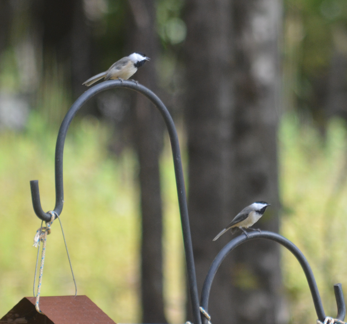 Carolina Chickadee - ML643670584