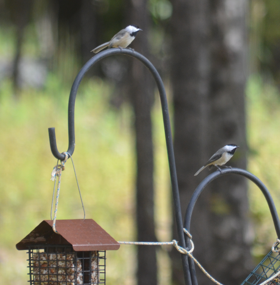 Carolina Chickadee - ML643670585