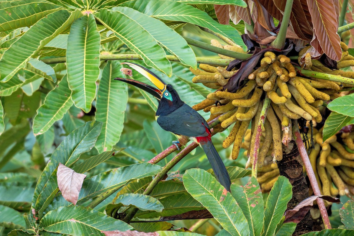 Many-banded Aracari - ML643670590