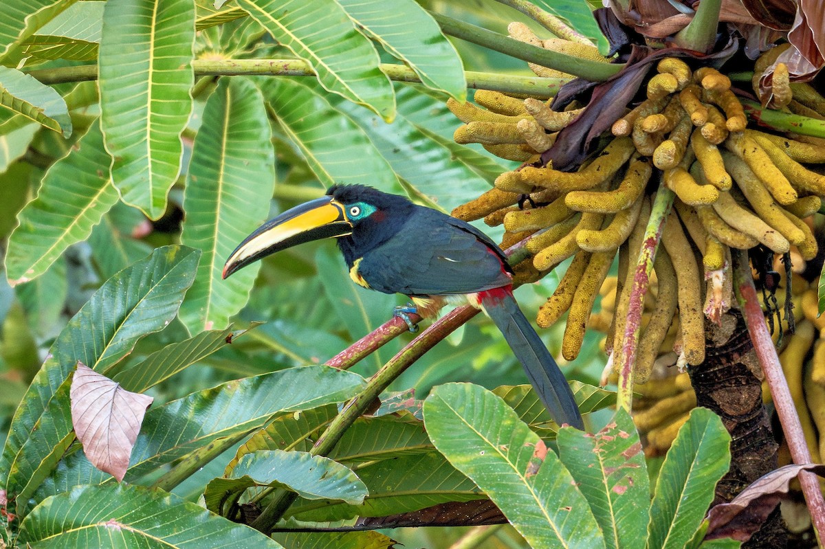 Many-banded Aracari - ML643670614