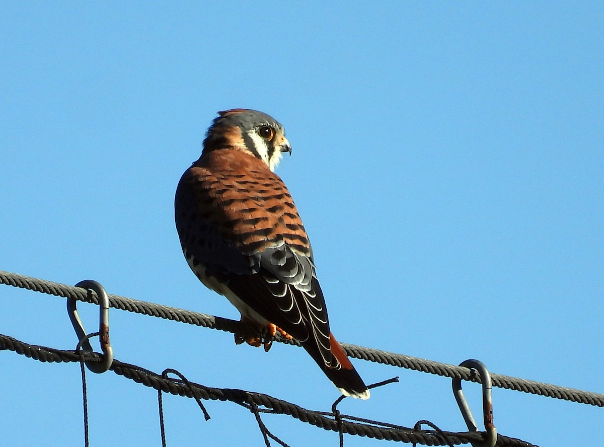 Buntfalke - ML643670618