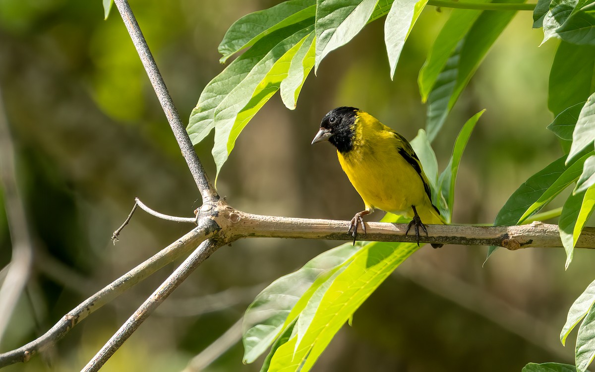 Hooded Siskin - ML643670645
