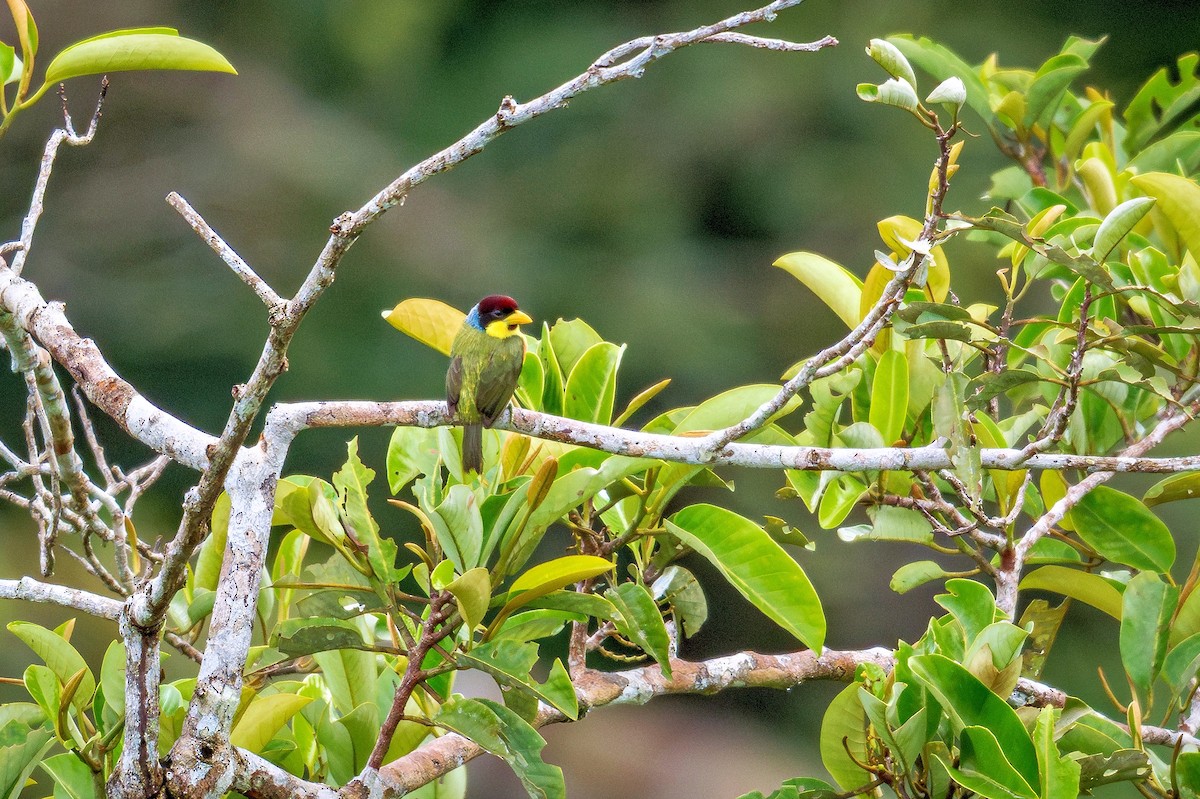 Lemon-throated Barbet - ML643670653