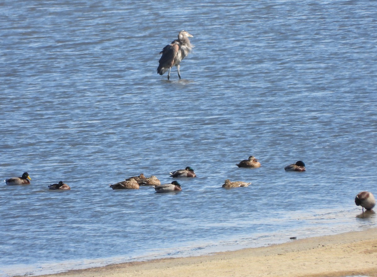 Mallard - ML643670661
