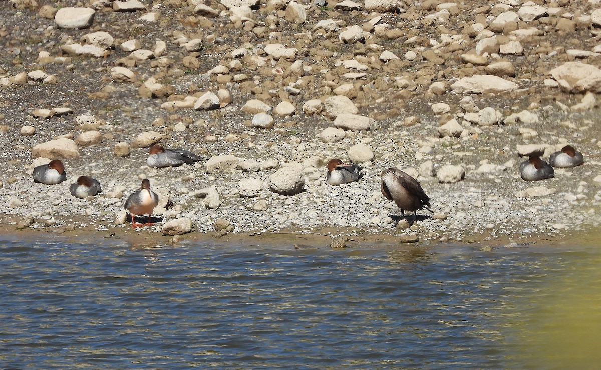 Common Merganser - ML643670665