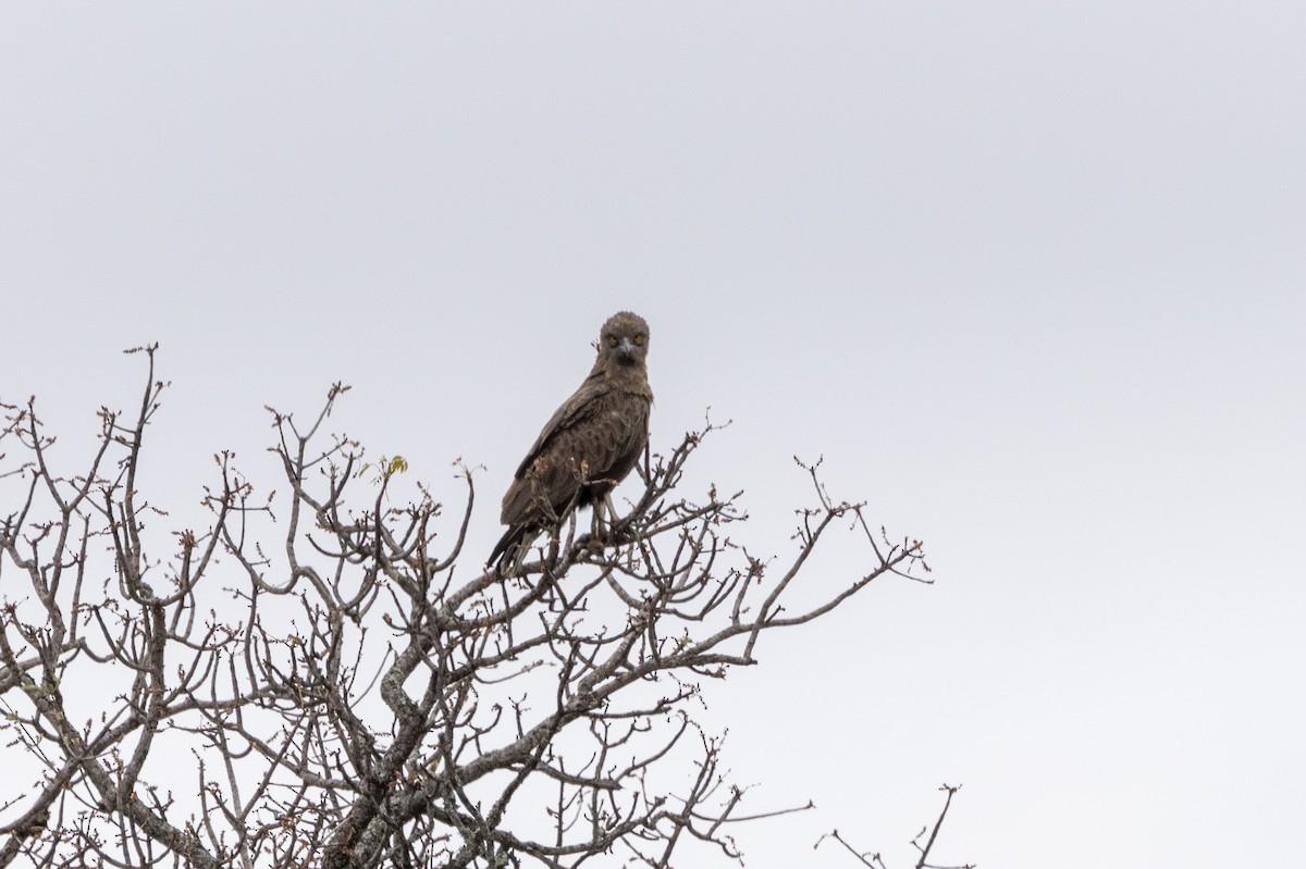 Brown Snake-Eagle - Richard Latuchie