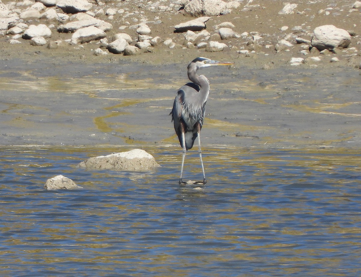 Great Blue Heron - ML643670693