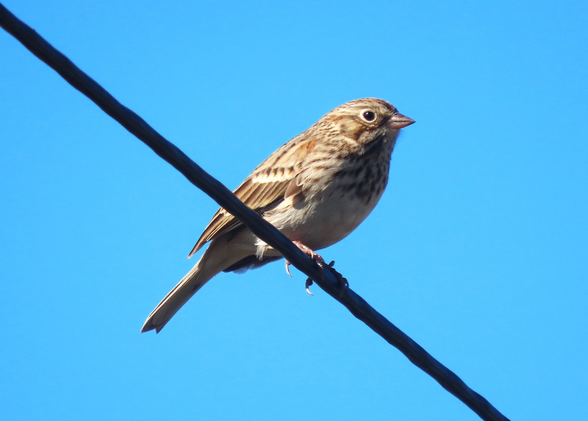 Vesper Sparrow - ML643670725
