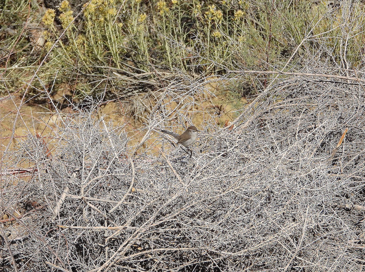 Bewick's Wren - ML643670731