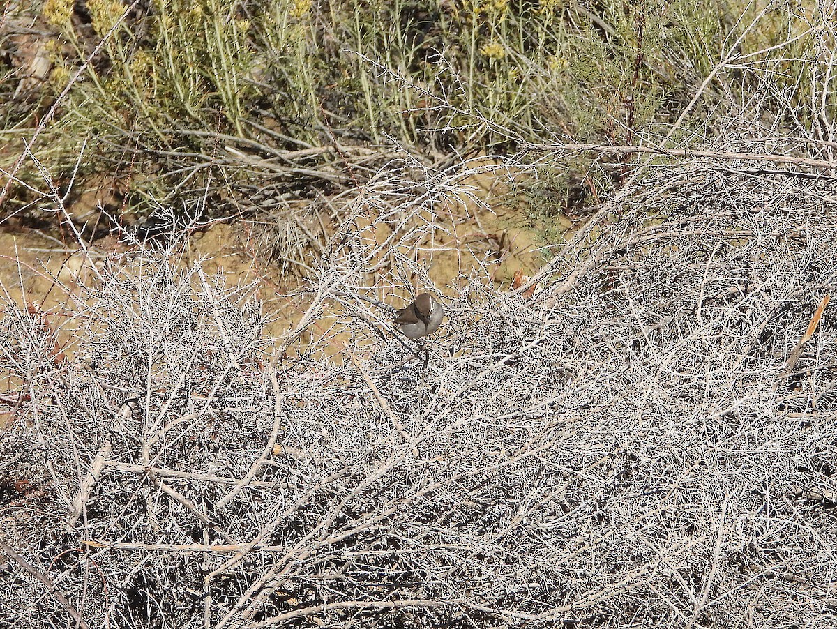 Bewick's Wren - ML643670733