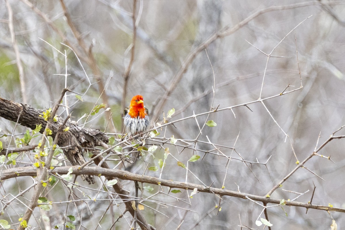 Red-headed Weaver - ML643670735