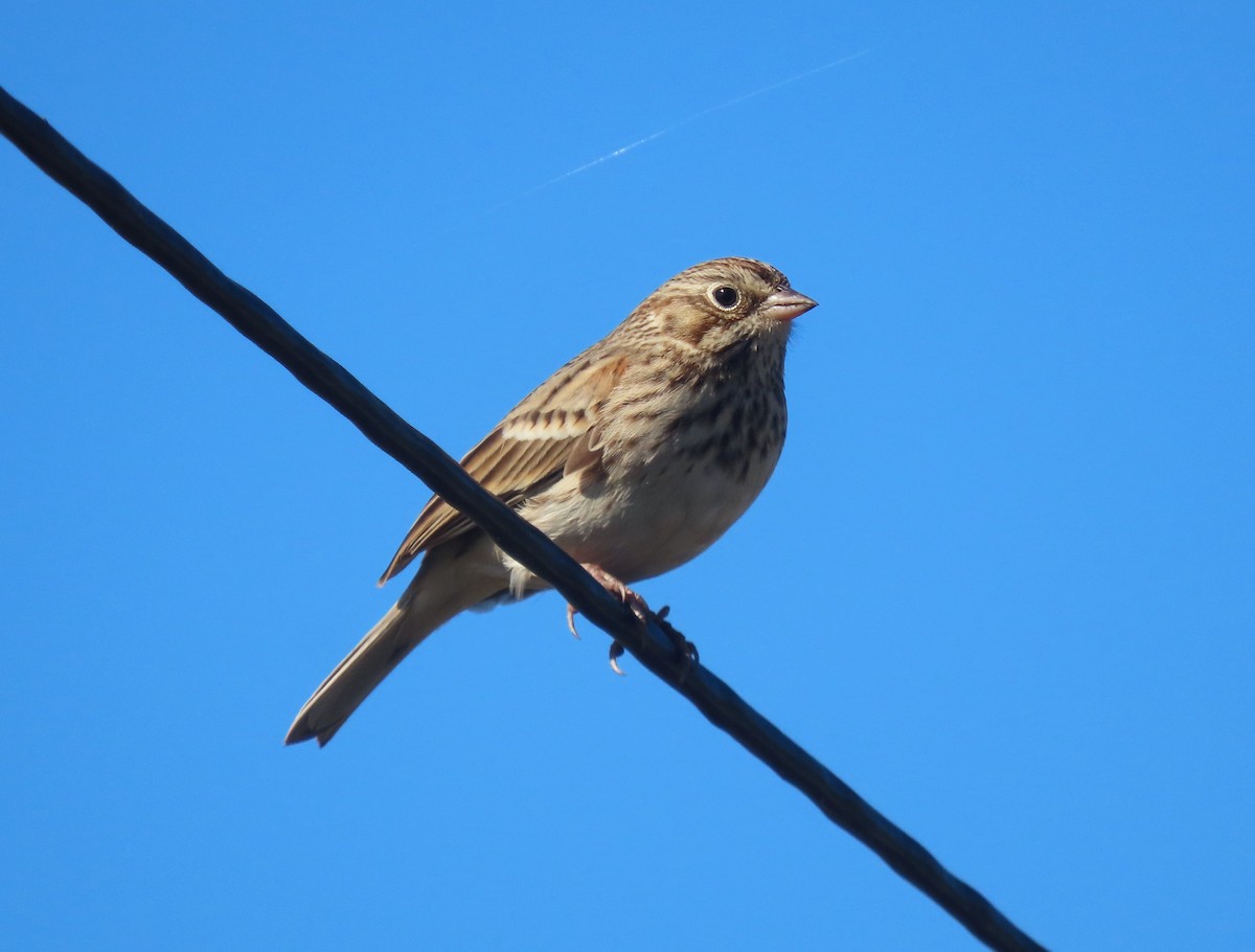 Vesper Sparrow - ML643670741