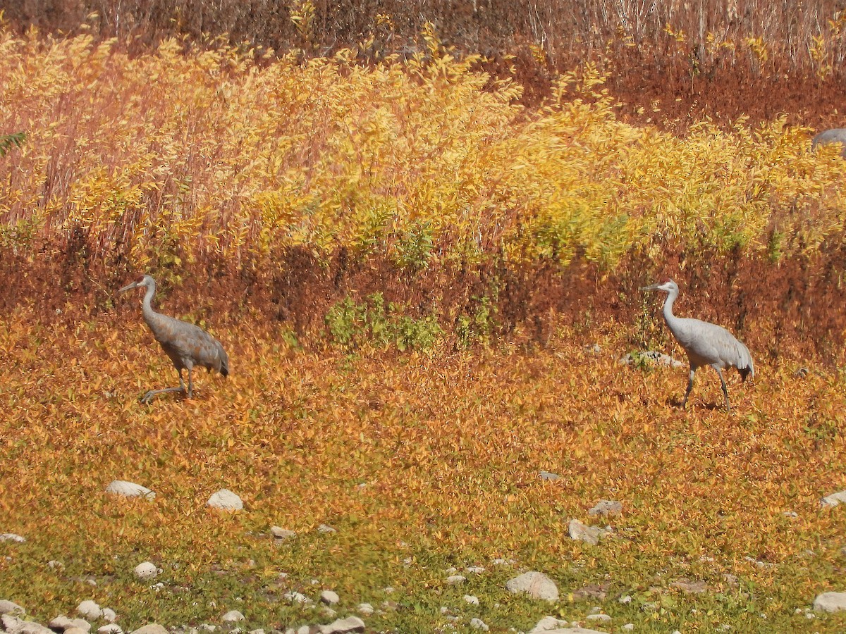 Sandhill Crane - ML643670751