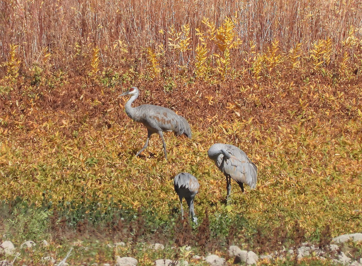 Sandhill Crane - ML643670753