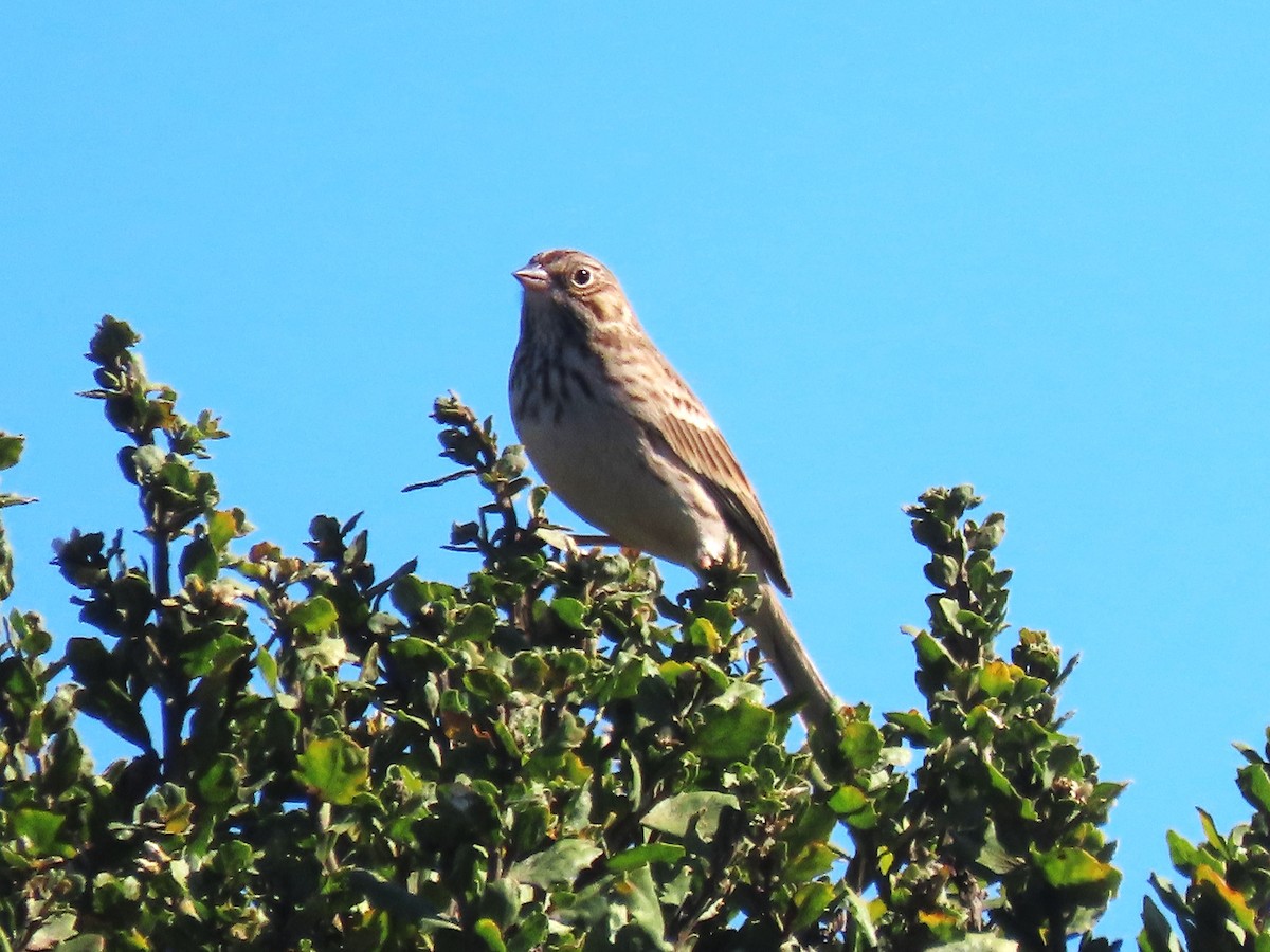 Vesper Sparrow - ML643670758