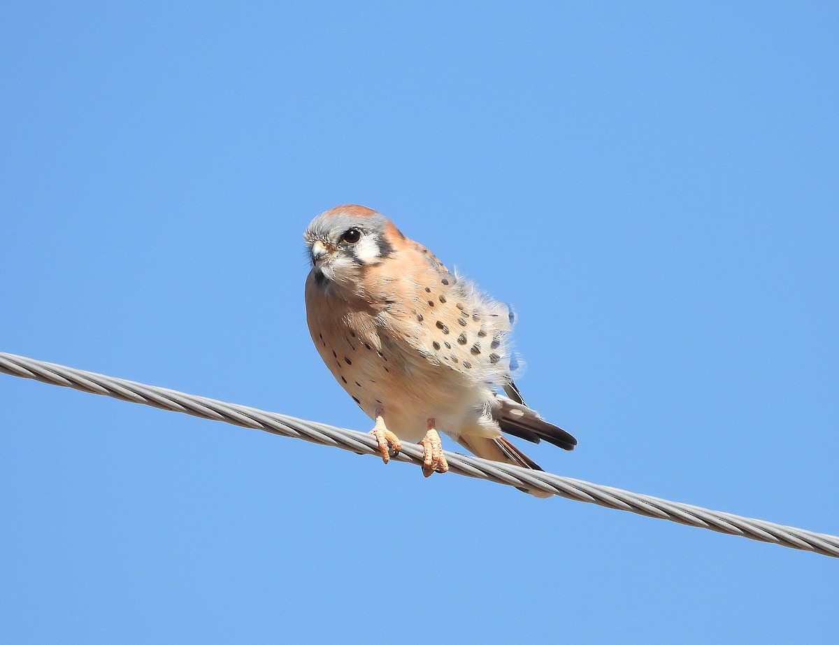 American Kestrel - ML643670770
