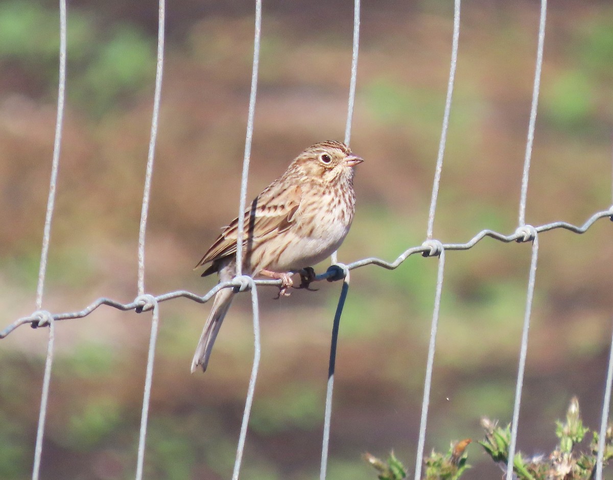 Vesper Sparrow - ML643670773