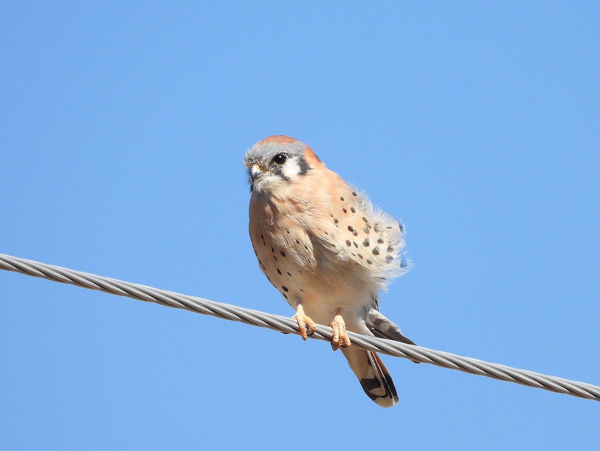 American Kestrel - ML643670775