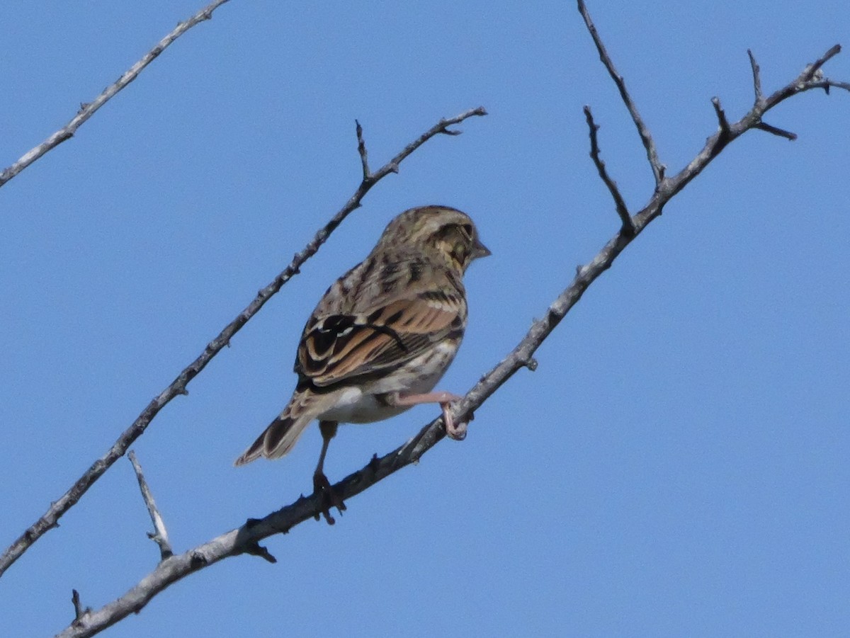 Savannah Sparrow (Savannah) - ML643670776