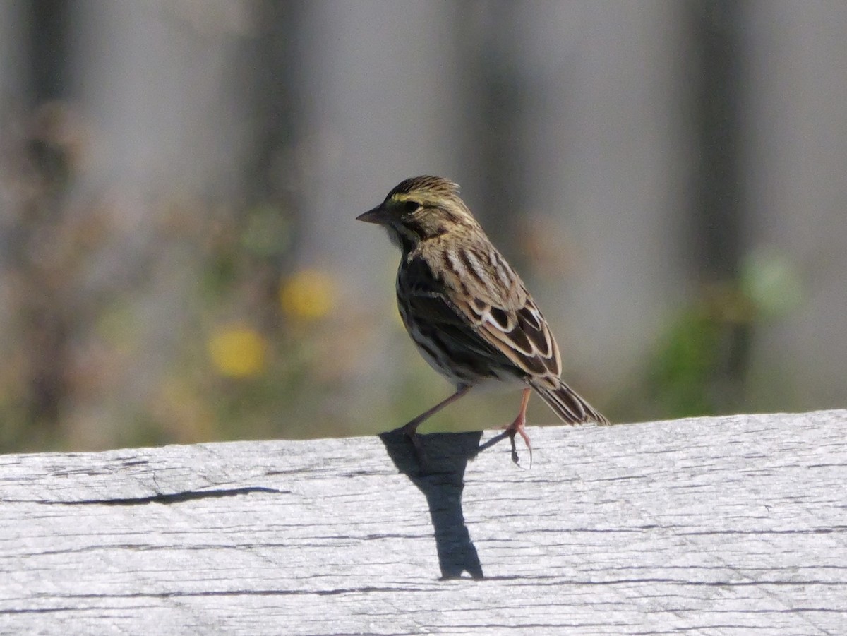 Savannah Sparrow (Savannah) - ML643670777
