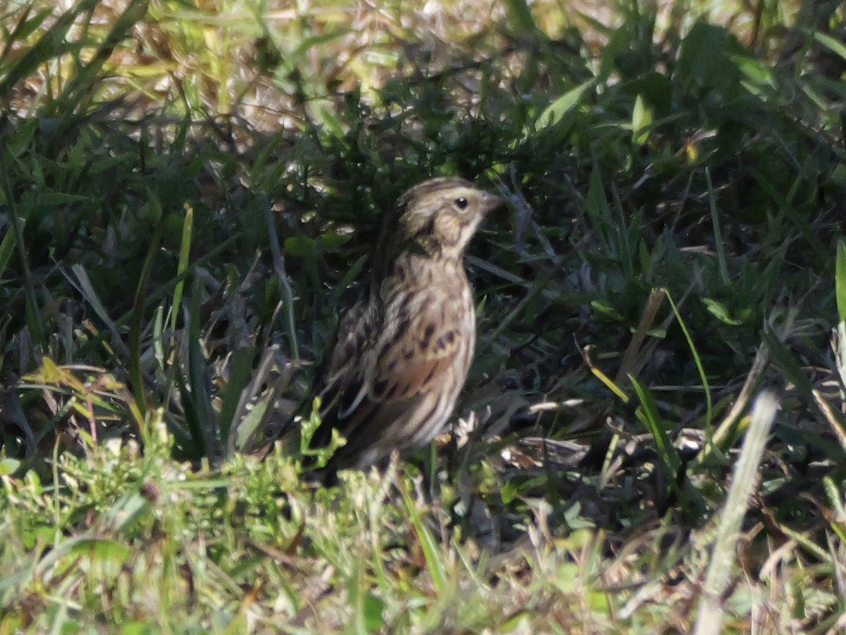 Savannah Sparrow (Savannah) - ML643670778