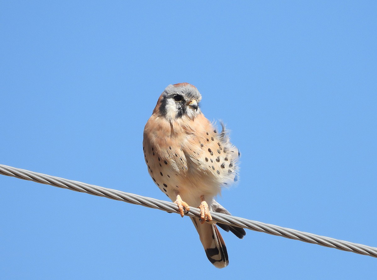 American Kestrel - ML643670781