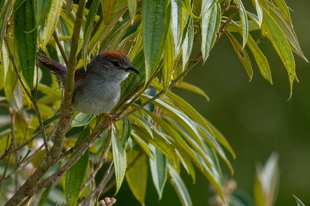 Pale-breasted Spinetail - ML643670789