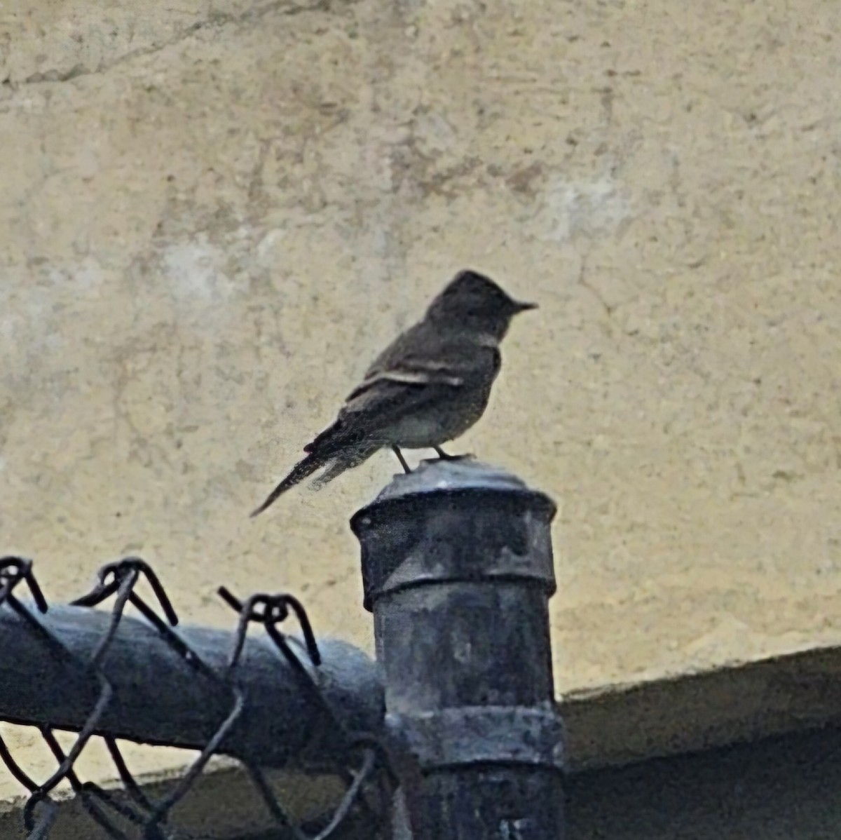 Western Wood-Pewee - Graeme Hinde