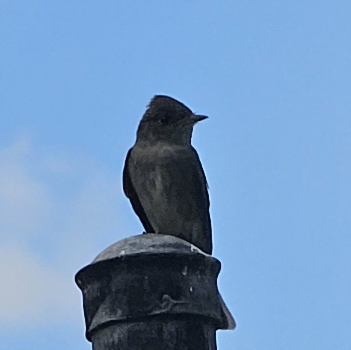 Western Wood-Pewee - Graeme Hinde