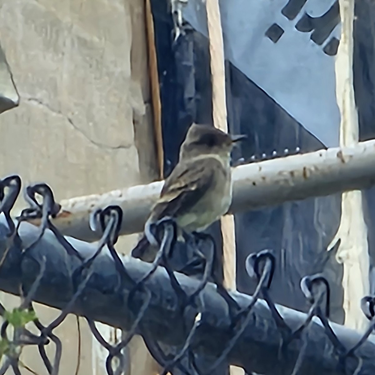 Western Wood-Pewee - Graeme Hinde