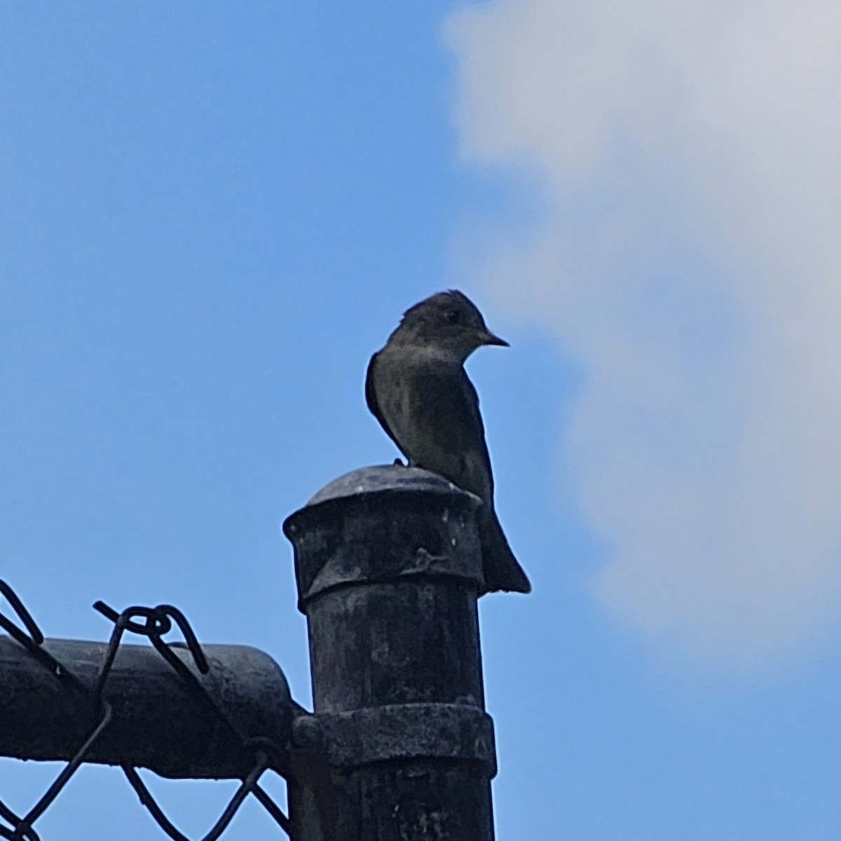 Western Wood-Pewee - Graeme Hinde