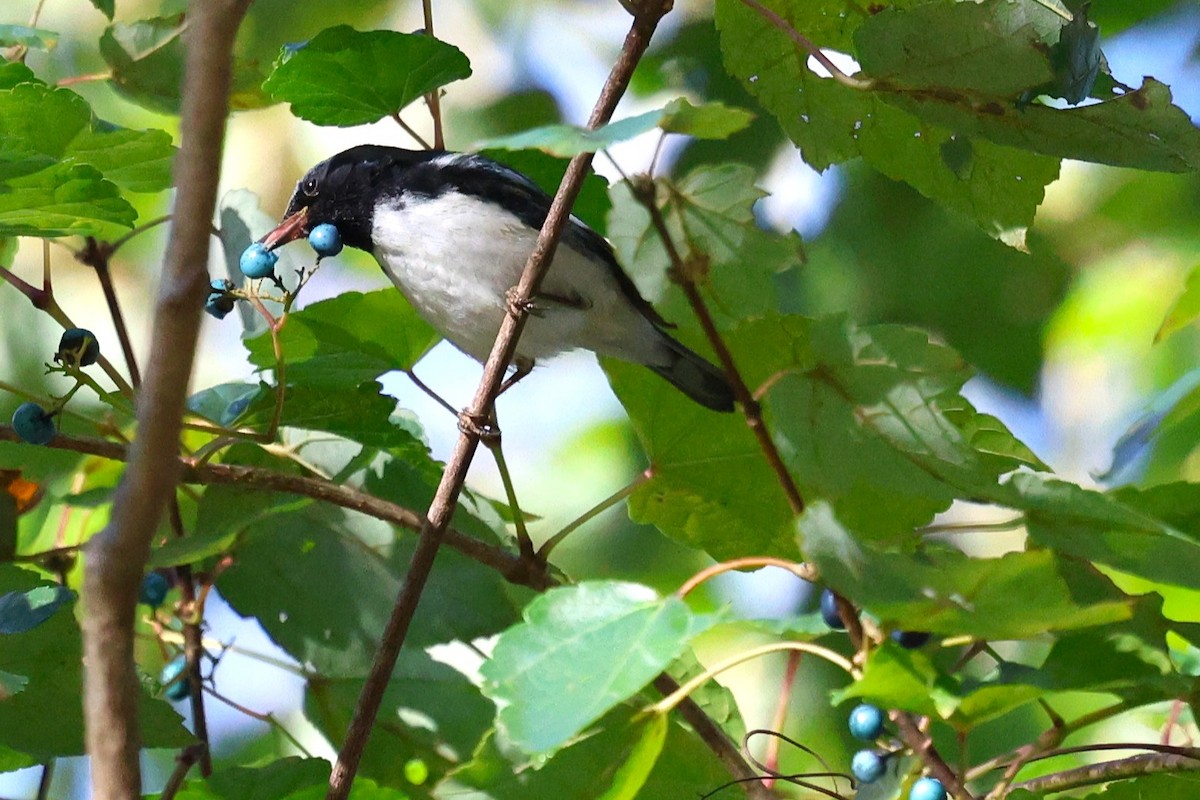 Black-throated Blue Warbler - ML643670798