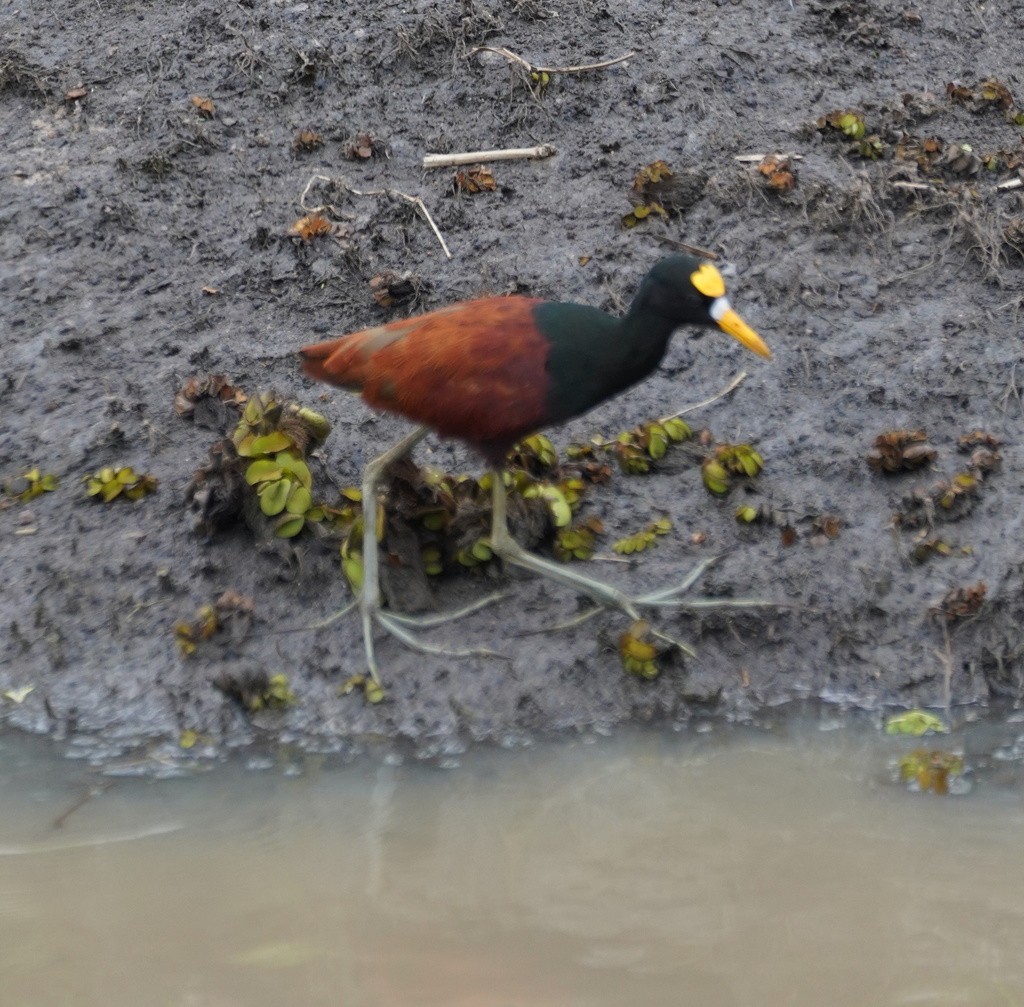Northern Jacana - ML643670801