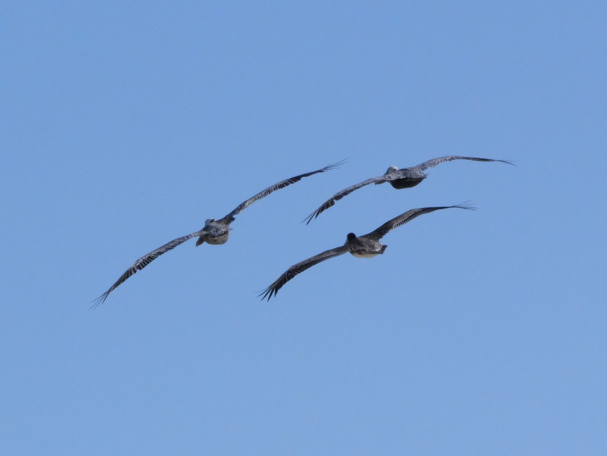 Brown Pelican (Atlantic) - ML643670807