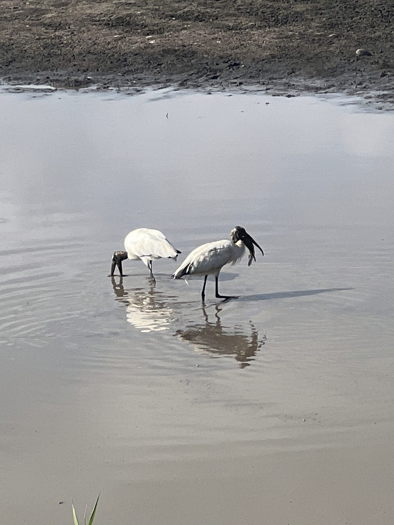 Wood Stork - ML643670811