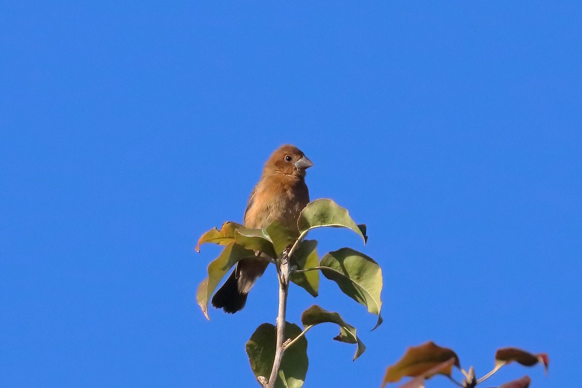 Mavi Çinte - ML643670817