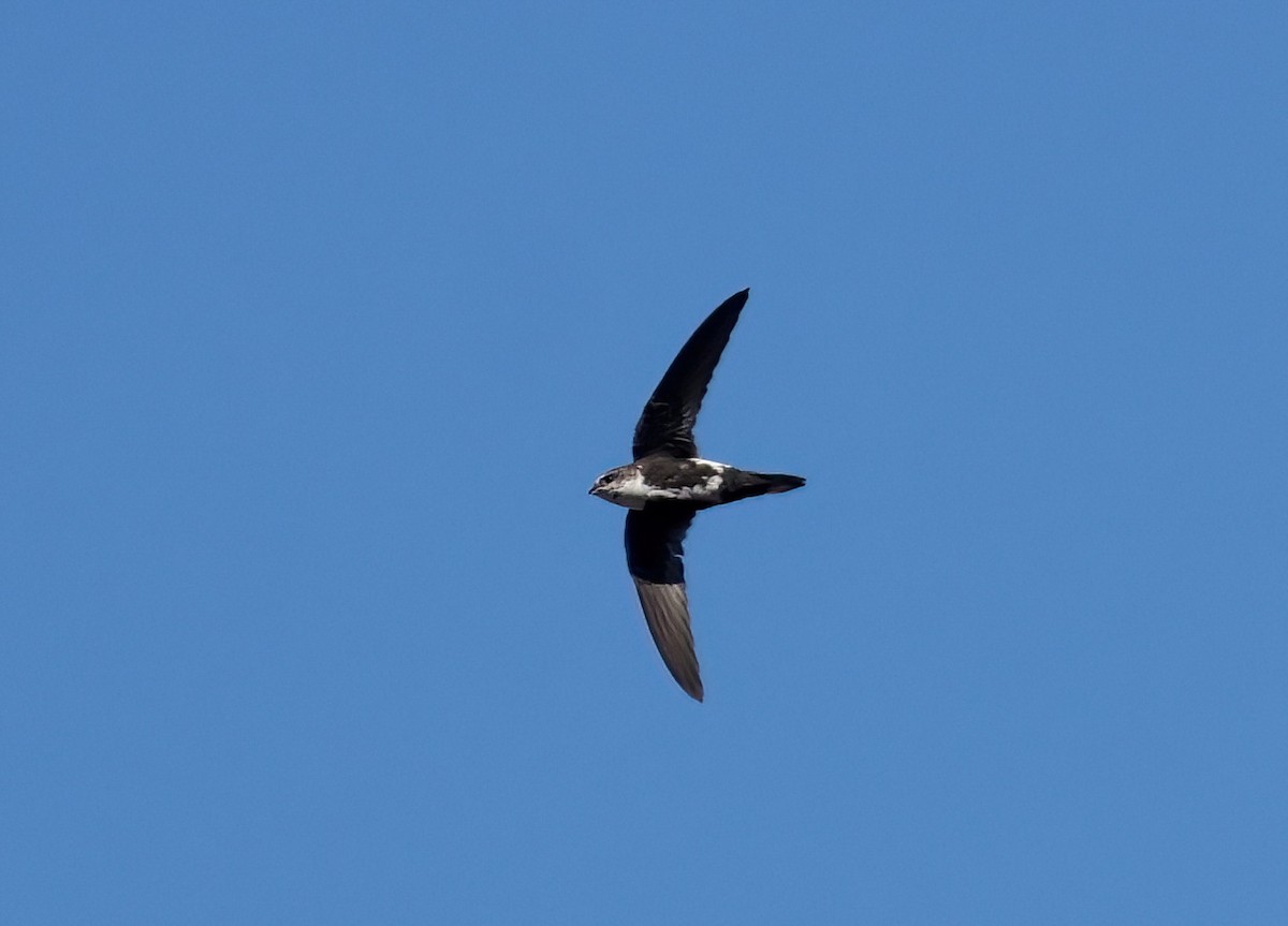 White-throated Swift - ML643670831