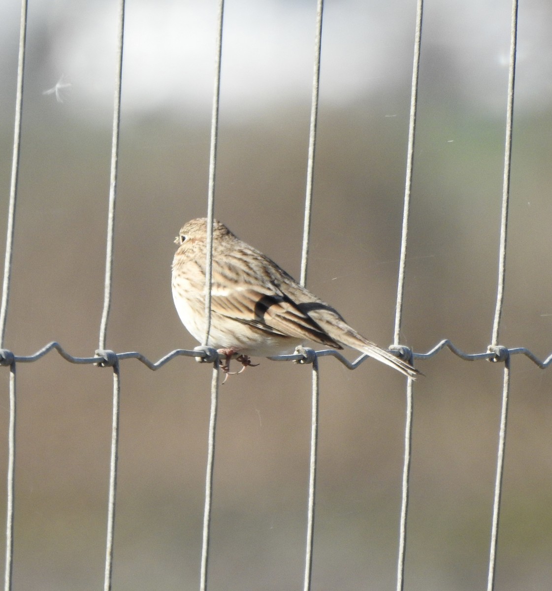Vesper Sparrow - ML643670832