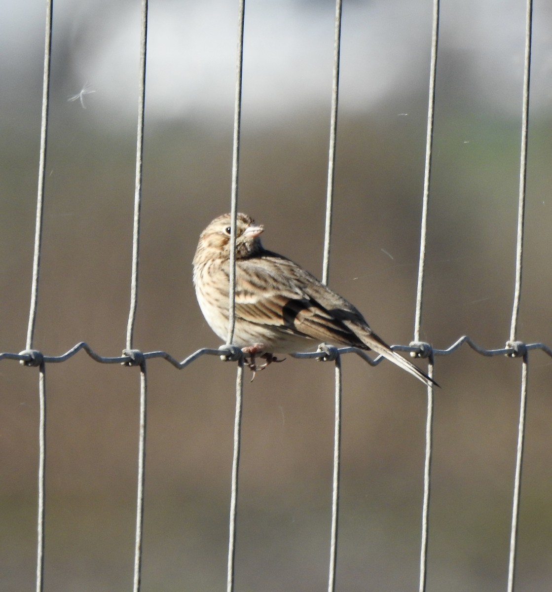 Vesper Sparrow - ML643670833