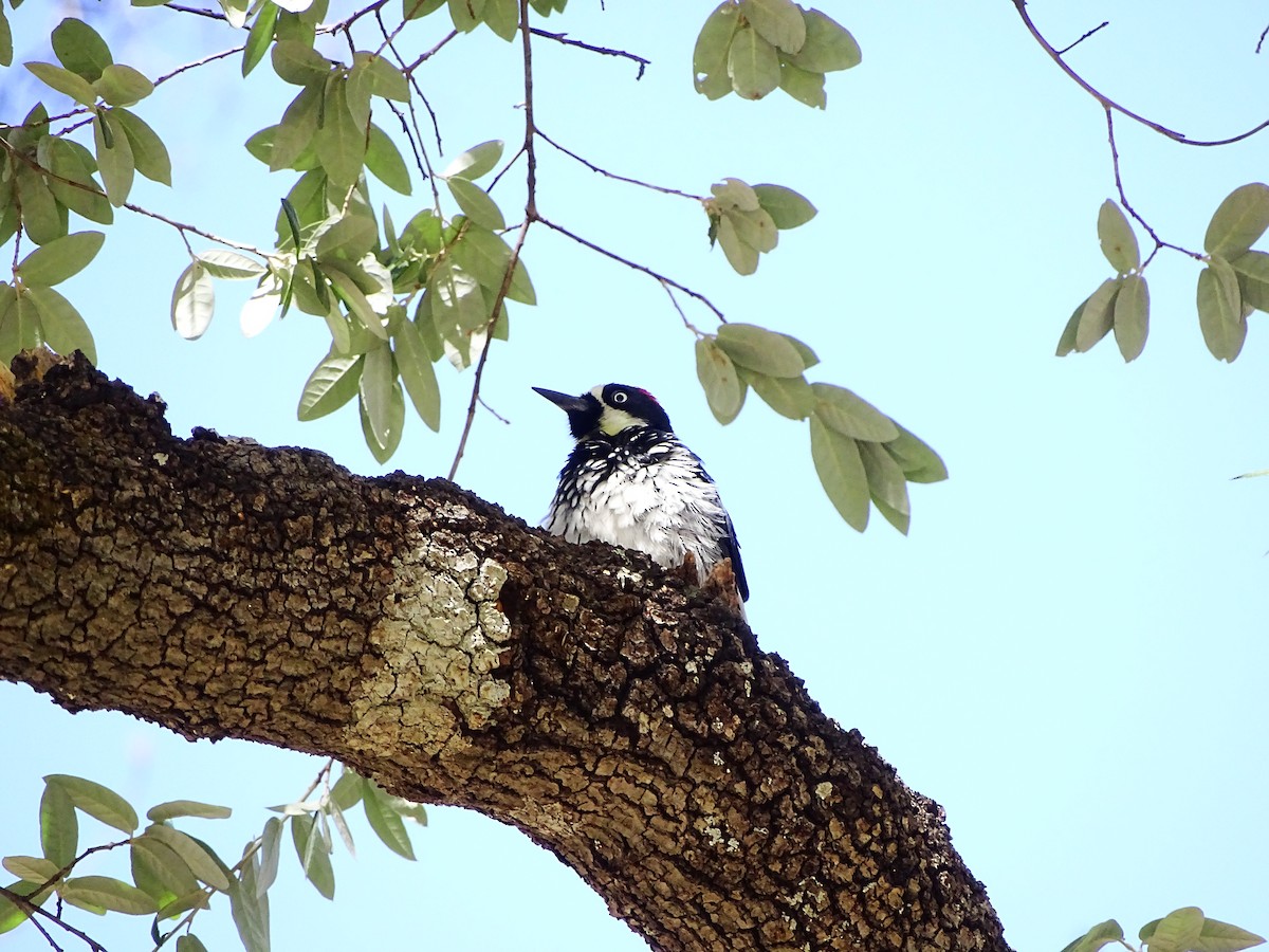 Acorn Woodpecker - ML643670871